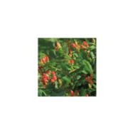 Millepertuis Hidcote (Hypericum hookerianum) - les fruits (Rob Hodgkins)