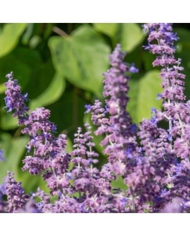 Perovskia atriplicifolia Prime Time '18-3-6' (Globe Planter)