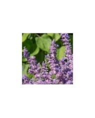 Perovskia atriplicifolia Prime Time '18-3-6' (Globe Planter)