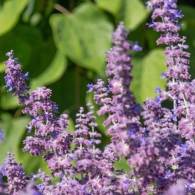 Perovskia atriplicifolia Prime Time '18-3-6' (Globe Planter)