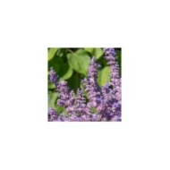 Perovskia atriplicifolia Prime Time '18-3-6' (Globe Planter)