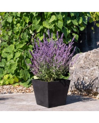 Perovskia atriplicifolia Prime Time '18-3-6' (Globe Planter)