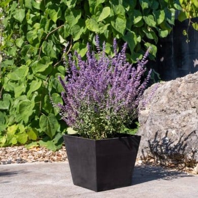 Perovskia atriplicifolia Prime Time '18-3-6' (Globe Planter)