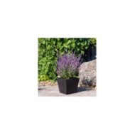 Perovskia atriplicifolia Prime Time '18-3-6' (Globe Planter)