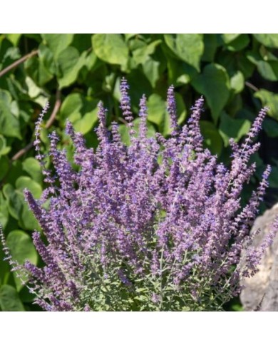 Perovskia atriplicifolia Prime Time '18-3-6' (Globe Planter)