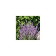 Perovskia atriplicifolia Prime Time '18-3-6' (Globe Planter)