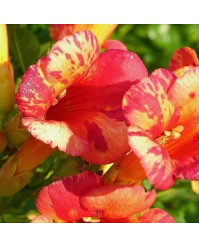 Bignone Orangeade® 'Tracamp'