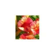 Bignone Orangeade® 'Tracamp'
