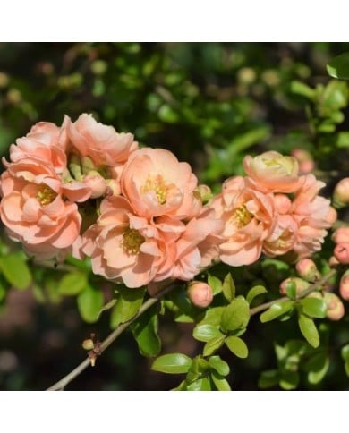 Chaenomeles superba 'Cameo' - Cognassier du Japon (Krzysztof Ziarnek - Kenraiz / wikimedia.org)