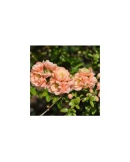 Chaenomeles superba 'Cameo' - Cognassier du Japon (Krzysztof Ziarnek - Kenraiz / wikimedia.org)
