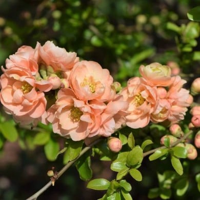 Chaenomeles superba 'Cameo' - Cognassier du Japon (Krzysztof Ziarnek - Kenraiz / wikimedia.org)
