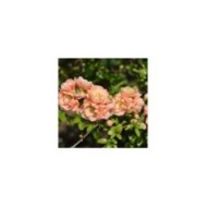 Chaenomeles superba 'Cameo' - Cognassier du Japon (Krzysztof Ziarnek - Kenraiz / wikimedia.org)