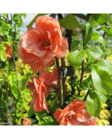 Chaenomeles superba 'Superba' - Cognassier du Japon (Leonora (Ellie) Enking)