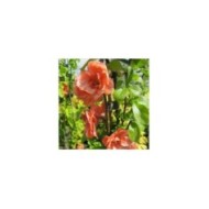 Chaenomeles superba 'Superba' - Cognassier du Japon (Leonora (Ellie) Enking)