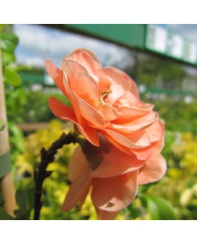 Chaenomeles superba 'Cameo' - Cognassier du Japon (Leonora (Ellie) Enking)