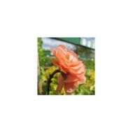 Chaenomeles superba 'Cameo' - Cognassier du Japon (Leonora (Ellie) Enking)