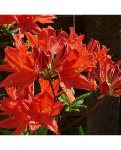Azalea mollis - Fleurs rouge orangé - Pixabay