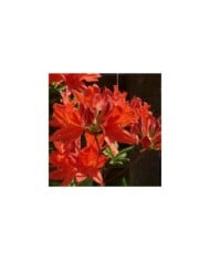 Azalea mollis - Fleurs rouge orangé - Pixabay