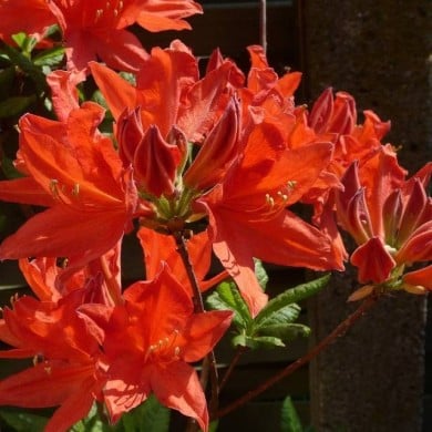 Azalea mollis - Fleurs rouge orangé - Pixabay