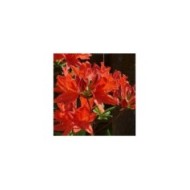 Azalea mollis - Fleurs rouge orangé - Pixabay