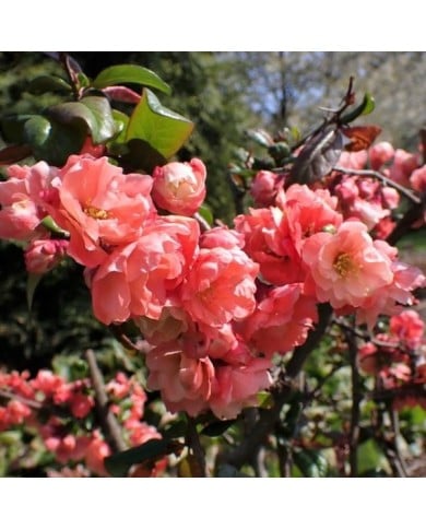 Chaenomeles speciosa 'Falconnet Charvet' - Cognassier du Japon (Krzysztof Ziarnek - Kenraiz / wikimedia.org)