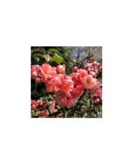 Chaenomeles speciosa 'Falconnet Charvet' - Cognassier du Japon (Krzysztof Ziarnek - Kenraiz / wikimedia.org)
