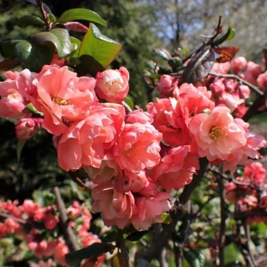 Chaenomeles speciosa 'Falconnet Charvet' - Cognassier du Japon (Krzysztof Ziarnek - Kenraiz / wikimedia.org)