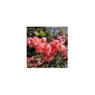 Chaenomeles speciosa 'Falconnet Charvet' - Cognassier du Japon (Krzysztof Ziarnek - Kenraiz / wikimedia.org)
