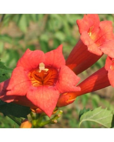 Bignone Tango® 'Huidan'