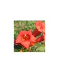 Bignone Tango® 'Huidan'