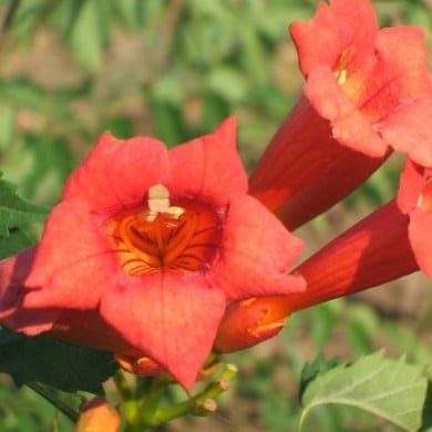 Bignone Tango® 'Huidan'