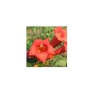 Bignone Tango® 'Huidan'