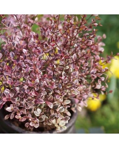 Lophomyrtus Magic Dragon - feuillage (Globe Planter)