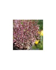 Lophomyrtus Magic Dragon - feuillage (Globe Planter)