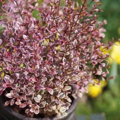 Lophomyrtus Magic Dragon - feuillage (Globe Planter)