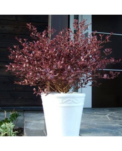 Lophomyrtus Magic Dragon - en pot (Globe Planter)