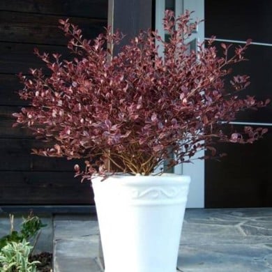 Lophomyrtus Magic Dragon - en pot (Globe Planter)