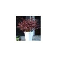 Lophomyrtus Magic Dragon - en pot (Globe Planter)