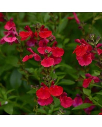 Sauge arbustive 'Mirage Cherry Red' (Salvia gregii) (Ball Seed)