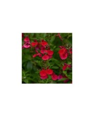 Sauge arbustive 'Mirage Cherry Red' (Salvia gregii) (Ball Seed)
