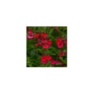 Sauge arbustive 'Mirage Cherry Red' (Salvia gregii) (Ball Seed)