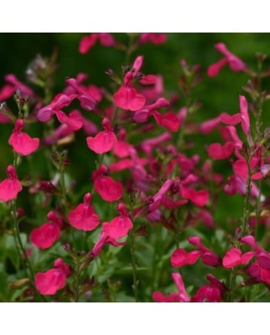Sauge arbustive 'Mirage Hot Pink' (Salvia gregii) (Ball Seed)