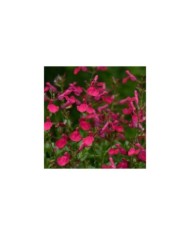 Sauge arbustive 'Mirage Hot Pink' (Salvia gregii) (Ball Seed)
