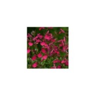 Sauge arbustive 'Mirage Hot Pink' (Salvia gregii) (Ball Seed)