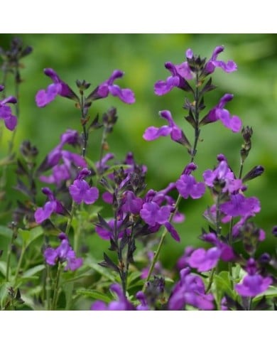 Sauge arbustive 'Mirage Violet' (Salvia gregii) (Ball Seed)
