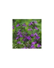 Sauge arbustive 'Mirage Violet' (Salvia gregii) (Ball Seed)