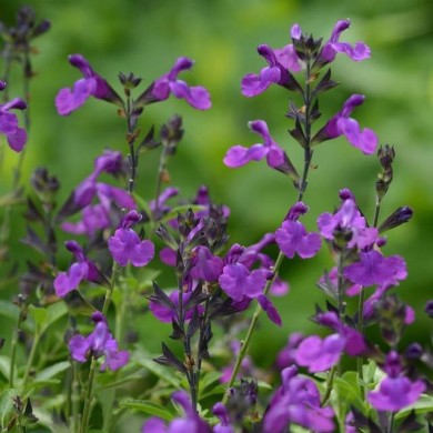 Sauge arbustive 'Mirage Violet' (Salvia gregii) (Ball Seed)