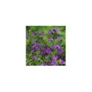 Sauge arbustive 'Mirage Violet' (Salvia gregii) (Ball Seed)
