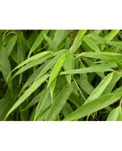 Fargesia rufa : détail du feuillage