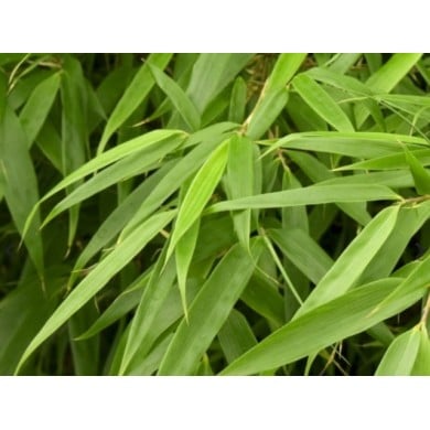 Fargesia rufa : détail du feuillage